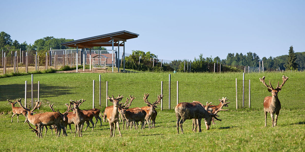 wild-deer-breeding-walter-oitner-red-deer-salzburg-upper-austria-summer-person