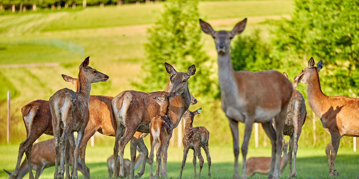 wild-deer-breeding-walter-oitner-salzburg-upper-austria-transport