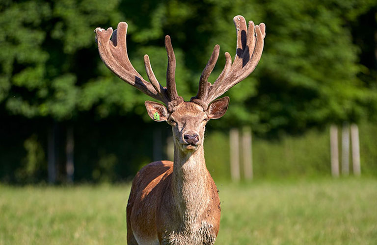 Red deer-from-sustainable-game-breeding-Walter-Oitner-Salzburg-Upper-Austria