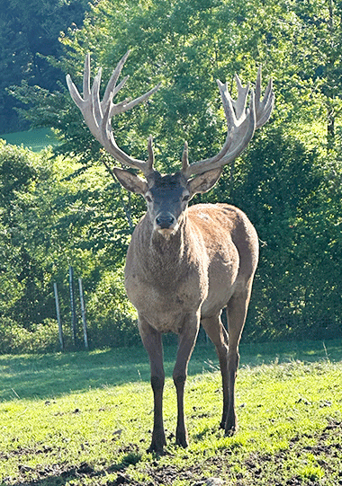 Zuchthirsch_2025_Wildzucht-Oitner_20-04-2026-Hirschzucht-Rotwild-Salzburg-Oberoesterreich-Hirsch